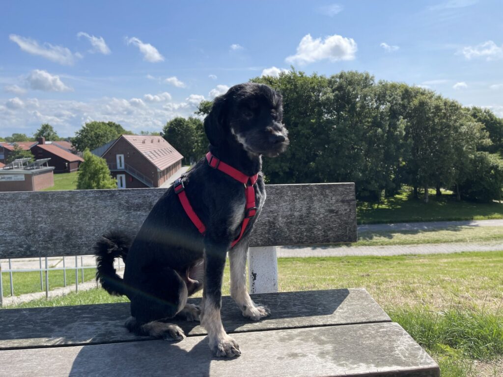 schillig urlaub-mit-hund